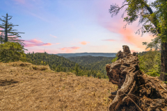 0f-big-view-tree-stump