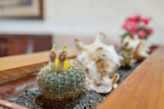 1c-planters-in-livng-area