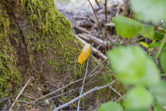 28-banana-slug