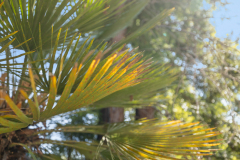 11-palm-frond