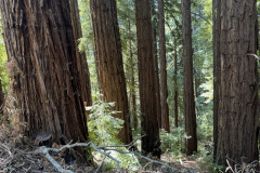 3b-redwoods
