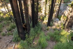 Redwood Trees